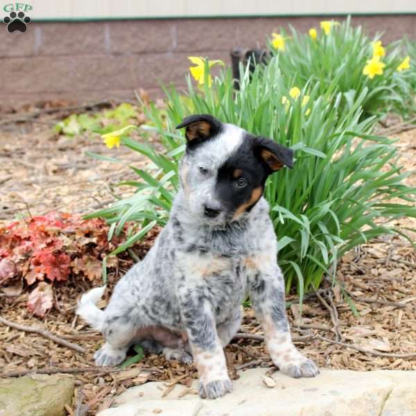Max, Blue Heeler – Australian Cattle Dog Puppy
