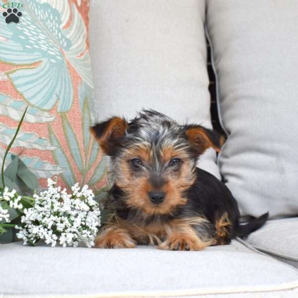 Max, Yorkie Puppy