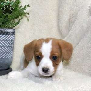 Max, Jack Russell Mix Puppy