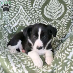 Max, Border Collie Puppy