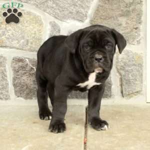 Max, Cane Corso Puppy