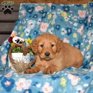 Max, Golden Retriever Puppy