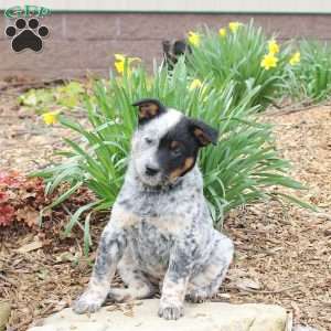 Max, Blue Heeler – Australian Cattle Dog Puppy
