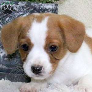 Max, Jack Russell Mix Puppy