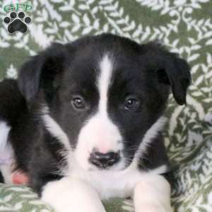 Max, Border Collie Puppy
