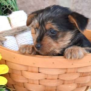 Max, Yorkie Puppy