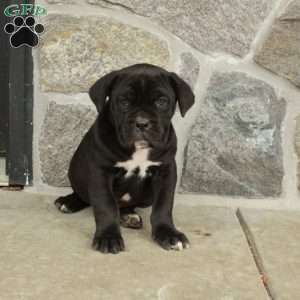 Max, Cane Corso Puppy