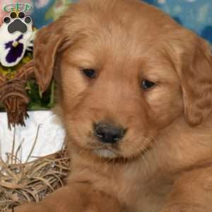 Max, Golden Retriever Puppy