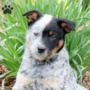 Max, Blue Heeler – Australian Cattle Dog Puppy