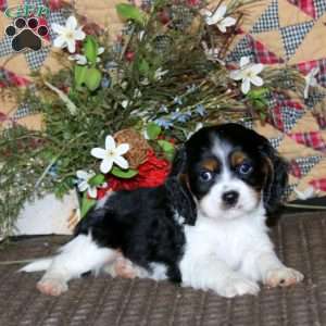 Sottobicchieri in ardesia Cavalier King Charles Spaniel - Set da