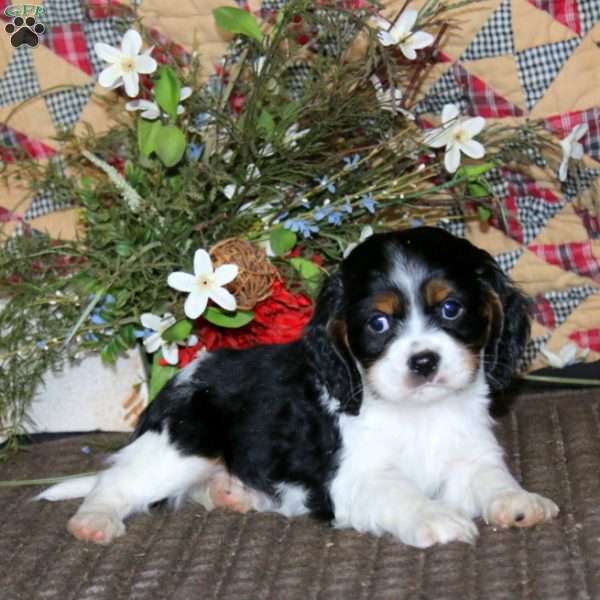 Max, Cavalier King Charles Mix Puppy