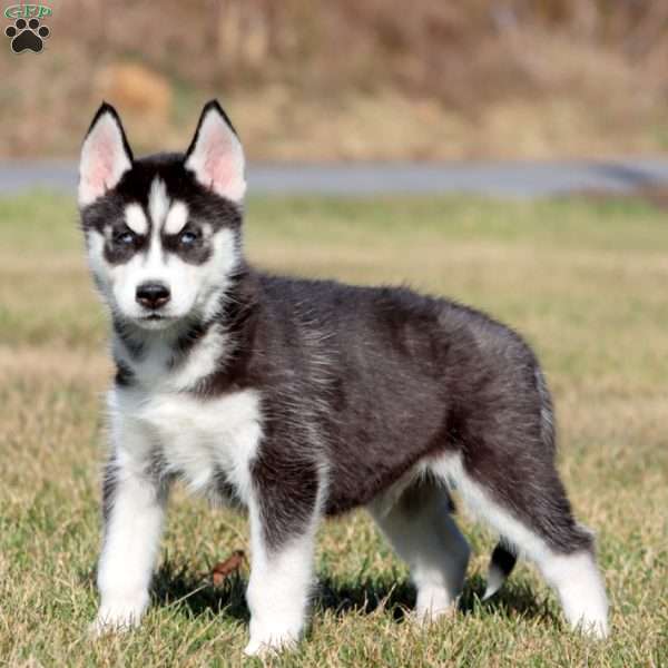 Max, Siberian Husky Puppy