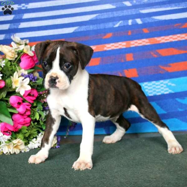 Max, Boxer Puppy