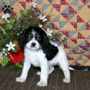 Max, Cavalier King Charles Mix Puppy