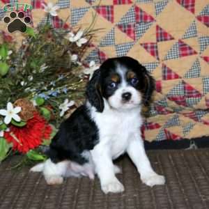 Max, Cavalier King Charles Mix Puppy
