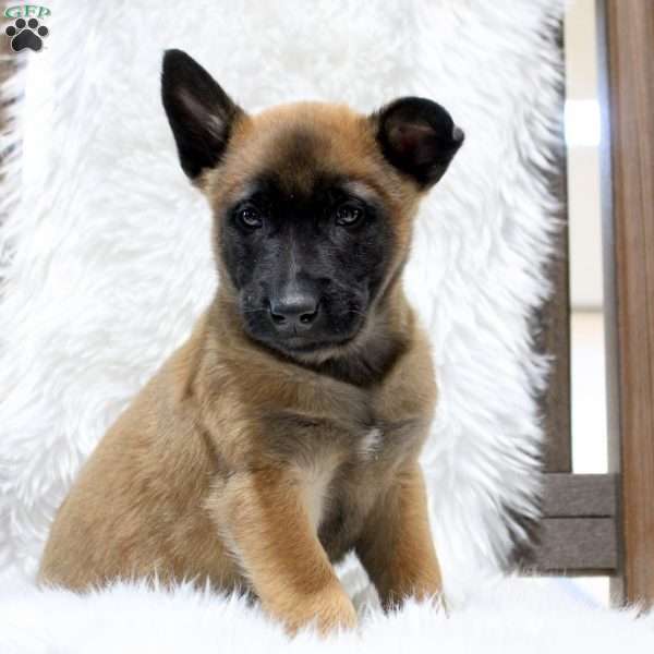 Maxim, Belgian Malinois Puppy