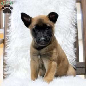 Maxim, Belgian Malinois Puppy