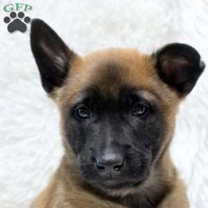 Maxim, Belgian Malinois Puppy