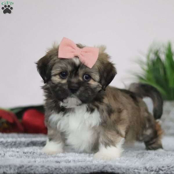 Megan, Lhasa Apso Puppy