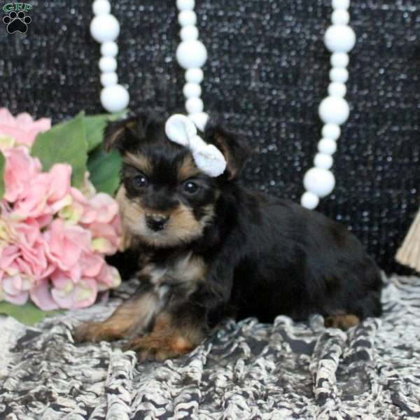 Megan, Yorkie Puppy