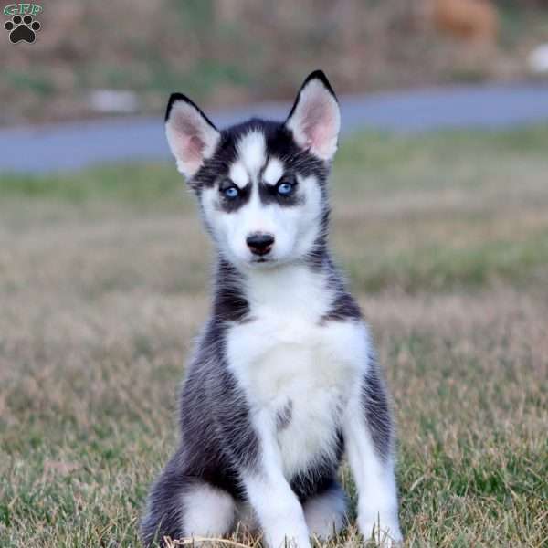Melanie, Siberian Husky Puppy