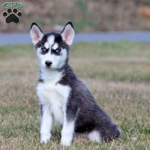 Melanie, Siberian Husky Puppy