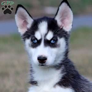 Melanie, Siberian Husky Puppy