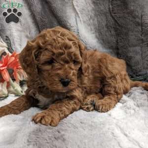 Melissa, Mini Goldendoodle Puppy