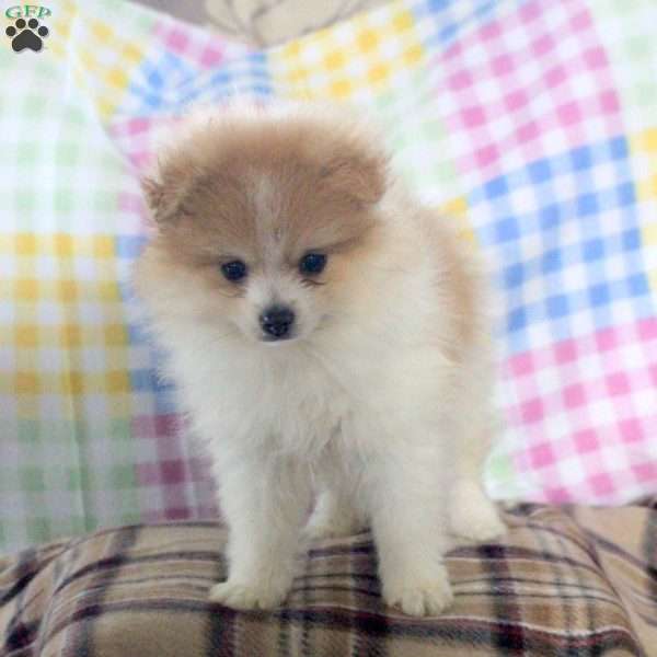 Melvin, Pomeranian Puppy
