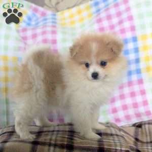 Melvin, Pomeranian Puppy