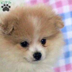 Melvin, Pomeranian Puppy