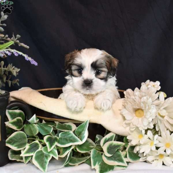 Memphis, Mal-Shi Puppy