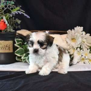 Memphis, Mal-Shi Puppy