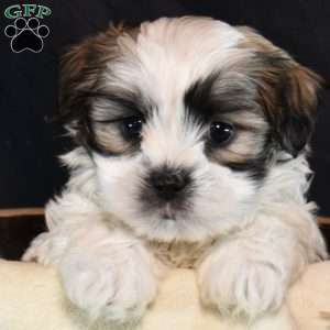 Memphis, Mal-Shi Puppy