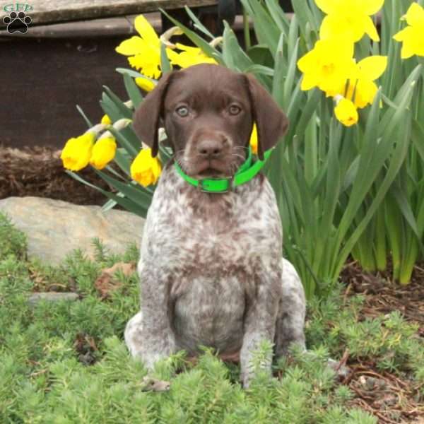 Mia, German Shorthaired Pointer Puppy