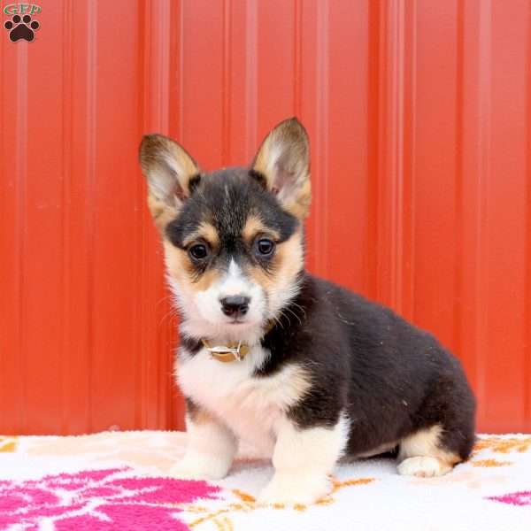 Mia, Pembroke Welsh Corgi Puppy