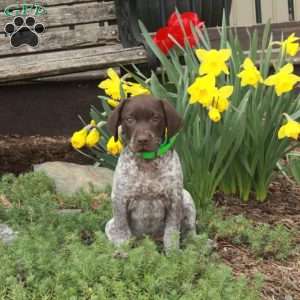 Mia, German Shorthaired Pointer Puppy