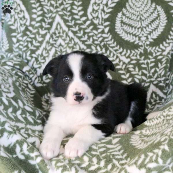 Micah, Border Collie Puppy