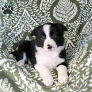 Micah, Border Collie Puppy