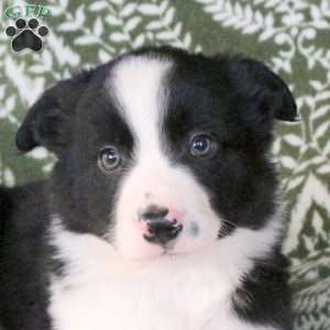 Micah, Border Collie Puppy