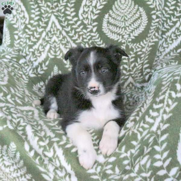 Mickey, Border Collie Puppy