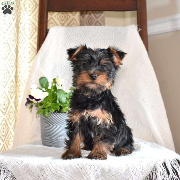 Mickey, Yorkie Puppy