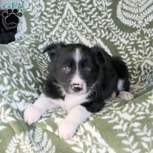 Mickey, Border Collie Puppy