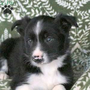 Mickey, Border Collie Puppy