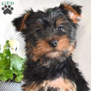 Mickey, Yorkie Puppy
