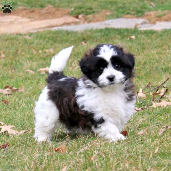 Mickey, Shih Tzu Mix Puppy