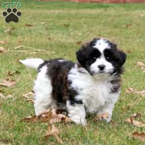 Mickey, Shih Tzu Mix Puppy