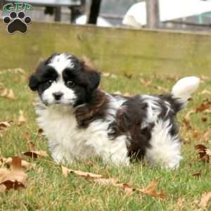Mickey, Shih Tzu Mix Puppy