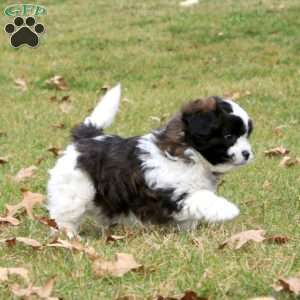 Mickey, Shih Tzu Mix Puppy
