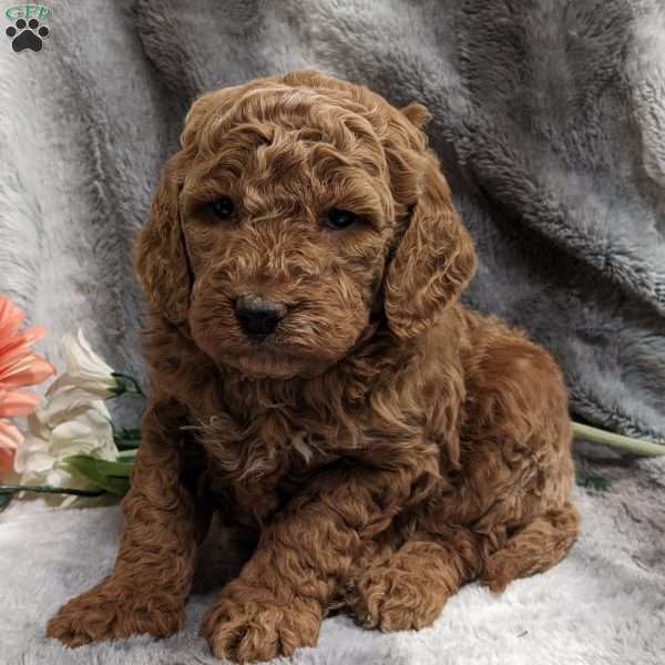 Mickey, Mini Goldendoodle Puppy